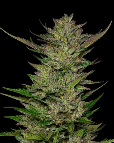 Don Carlos > humboldt Seed Company | Graines Féminisées  |  Indica